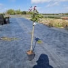 Drzewko w doniczce na rozległej plantacji ogrodniczej, przygotowane do sadzenia w ogrodzie lub na dz.