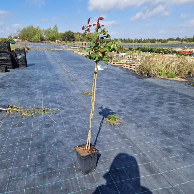 Drzewko w doniczce na rozległej plantacji ogrodniczej, przygotowane do sadzenia w ogrodzie lub na dz.