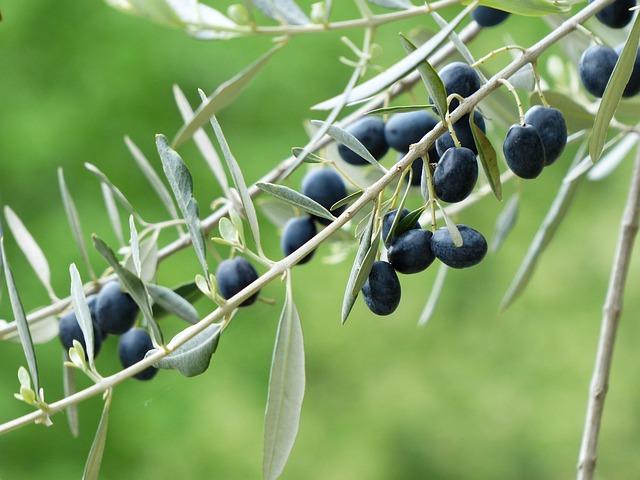 olives, olive branch, fruit, olive tree, plant, growth, olea europaea, real olive tree, nature, branch