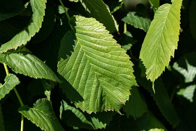 leaves, green, structure, leaf structure, tree, elm, hanging elm, environment, nature, close up