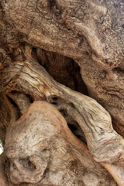 tree, olive tree, tribe, gnarled, old, nature, old tree, olive trees, olive root, tree trunk, olive tree, olive tree, olive tree, olive tree, olive tree, old tree, olive trees, olive trees, olive trees