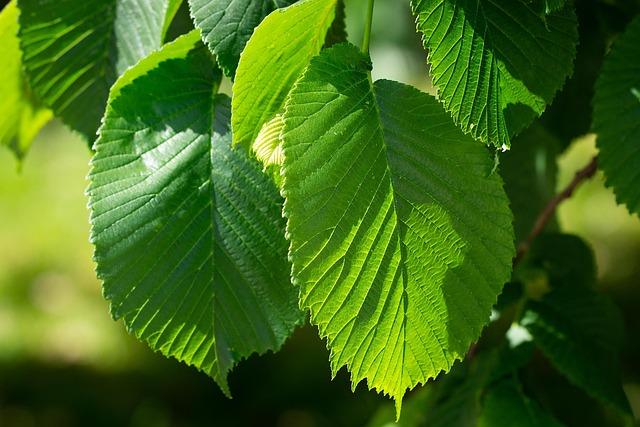 leaves, green, leaf structure, green leaves, elm, hanging elm, close up, garden, nature, elm, elm, elm, elm, elm
