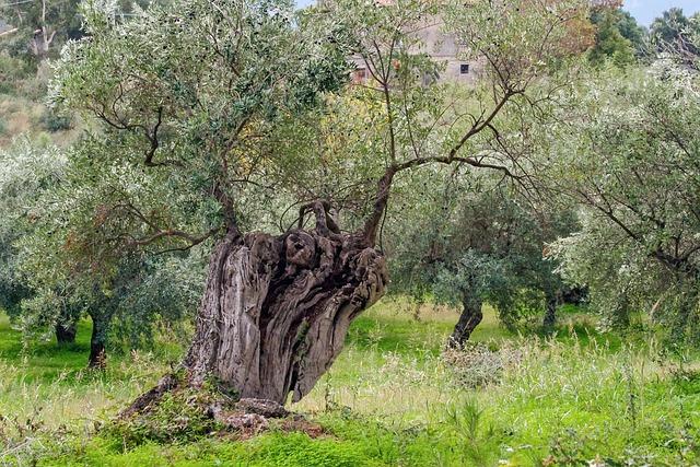 olive tree, tree, olive grove, agriculture, olive trees, nature, leaves, country, foliage, plant