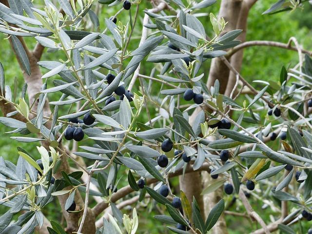 olives, olive branch, nature, fruit, olive tree, plant, growth, olea europaea, real olive tree, branch
