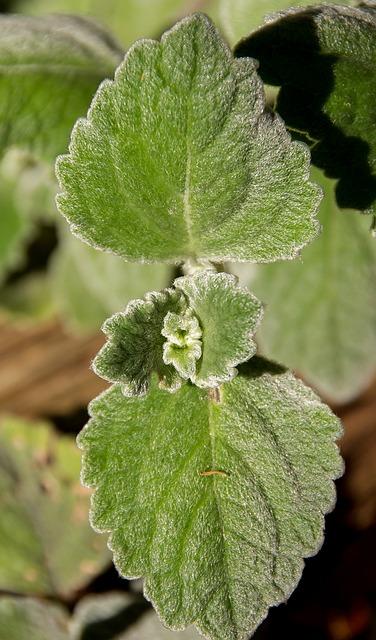 leaves, green, nature, plectranthus, soft, australia, native, aroma, smell