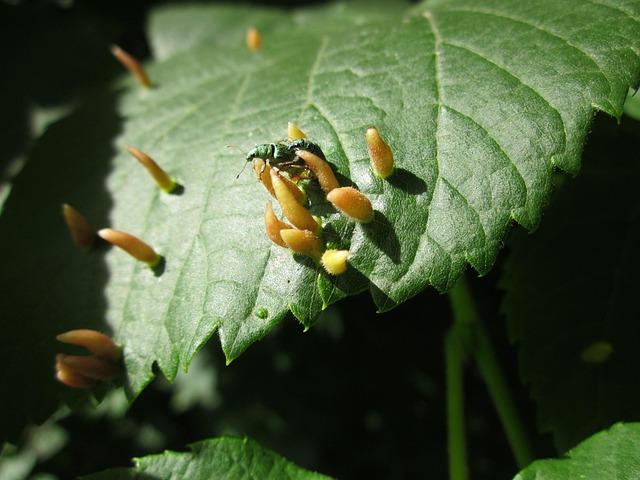 ulmus glabra, wych elm, scots elm, leaf, galls, botany, nature, flora, plant