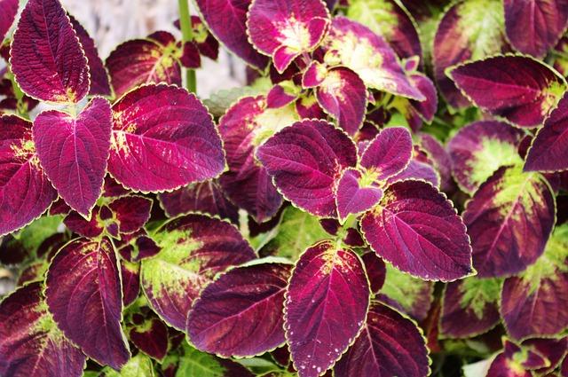 coleus at little norway, coleus, plant, leaves, foliage, botanical, vegetation, garden, leaf, colorful, nature, ornamental, flowering, plectranthus scutellarioides, mint, deadnettle, lamiaceae, variegated, painted, nettle, annual, variable, coleus, coleus, coleus, coleus, coleus, variable