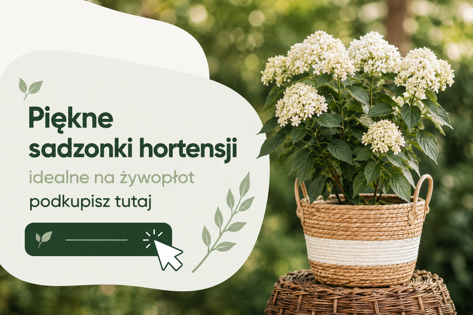Kwiat hortensja – odmiany, uprawa i pielęgnacja krok po kroku