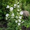 Dzwonek ogrodowy 'White Single' Campanula medium 'White Single' 1
