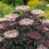 Bez Czarny "Beaujolaisin"® Sambucus nigra "Beaujolaisin"® 2
